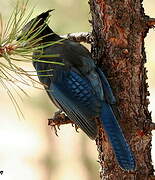 Steller's Jay