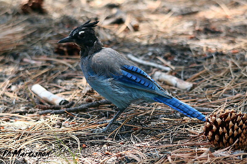 Steller's Jay