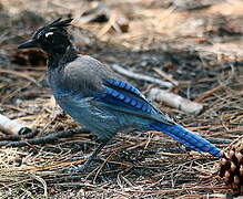 Steller's Jay