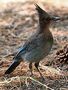 Steller's Jay