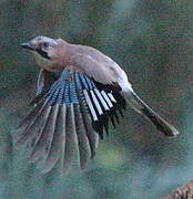 Eurasian Jay