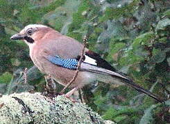 Eurasian Jay