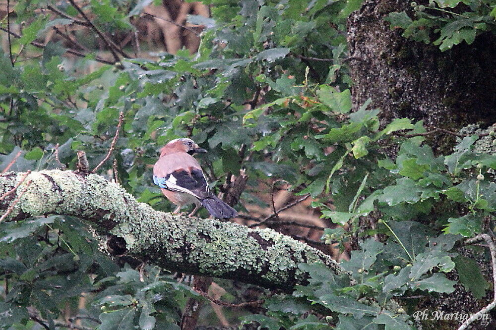 Eurasian Jay