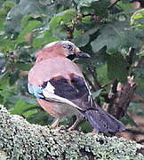 Eurasian Jay