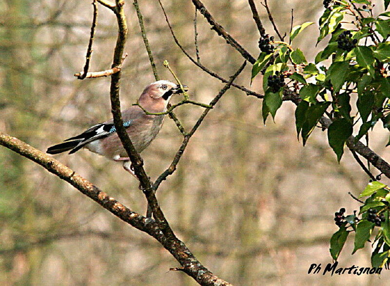 Eurasian Jay