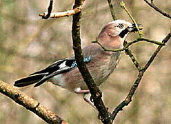 Eurasian Jay