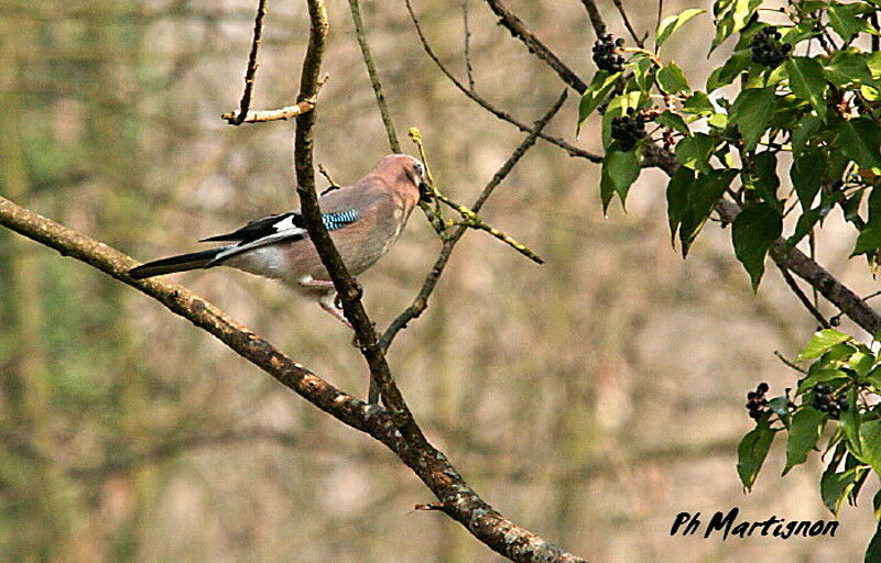 Eurasian Jay