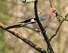 Eurasian Jay