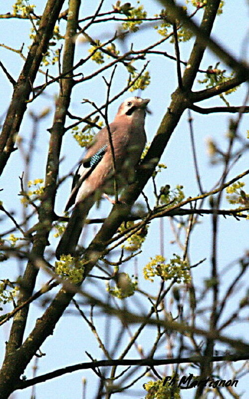 Eurasian Jay