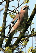 Eurasian Jay