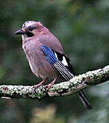 Eurasian Jay