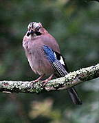 Eurasian Jay