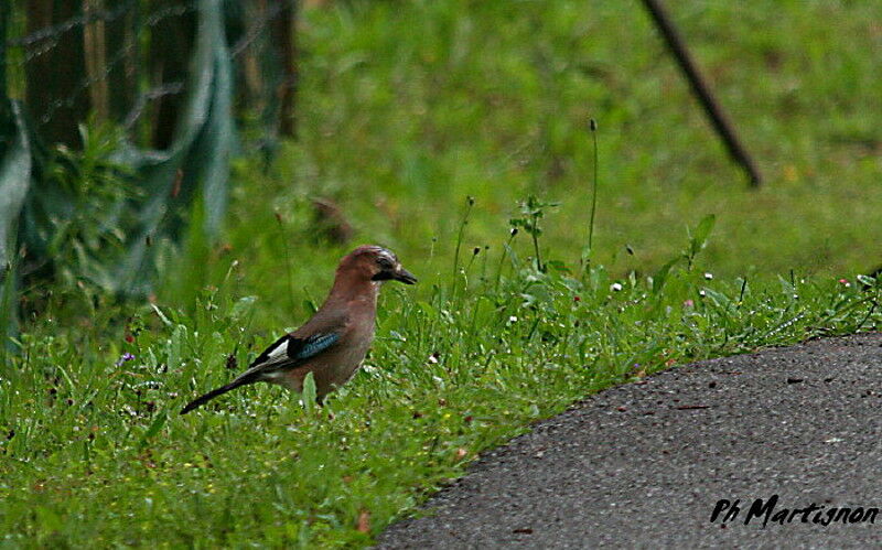 Eurasian Jay