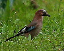 Eurasian Jay