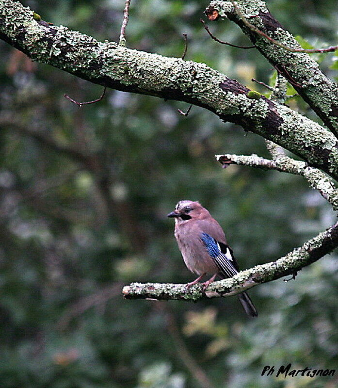 Eurasian Jay