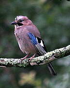 Eurasian Jay