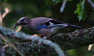 Eurasian Jay