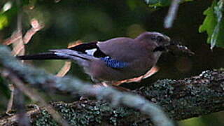 Eurasian Jay