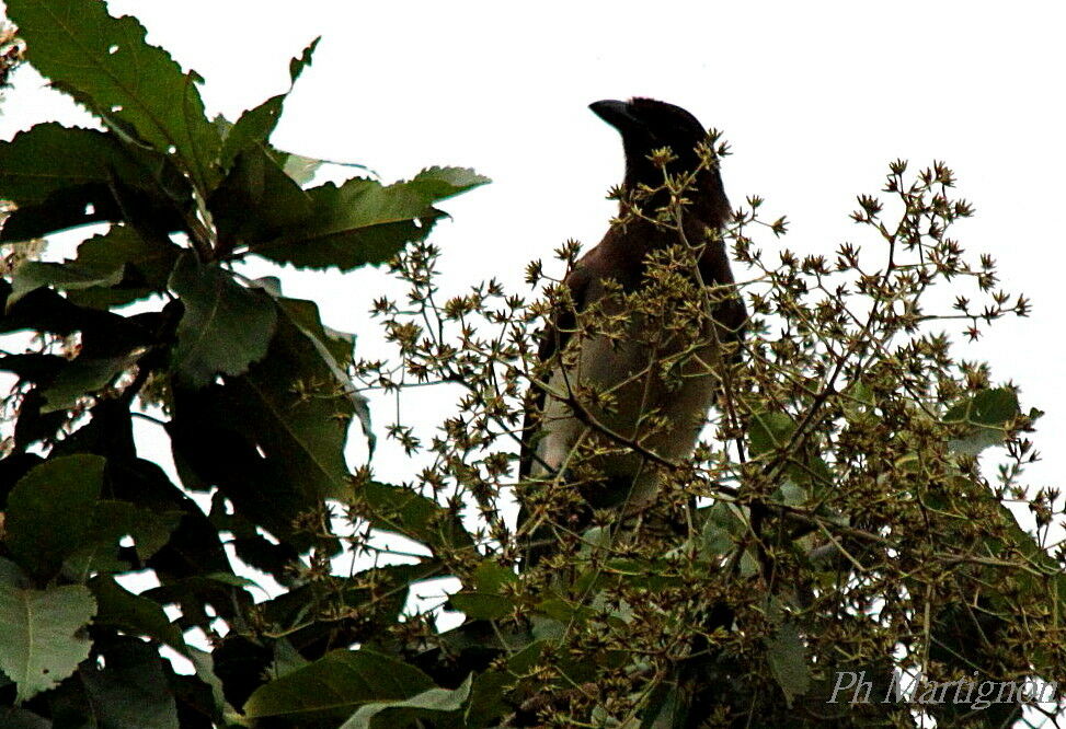 Brown Jay