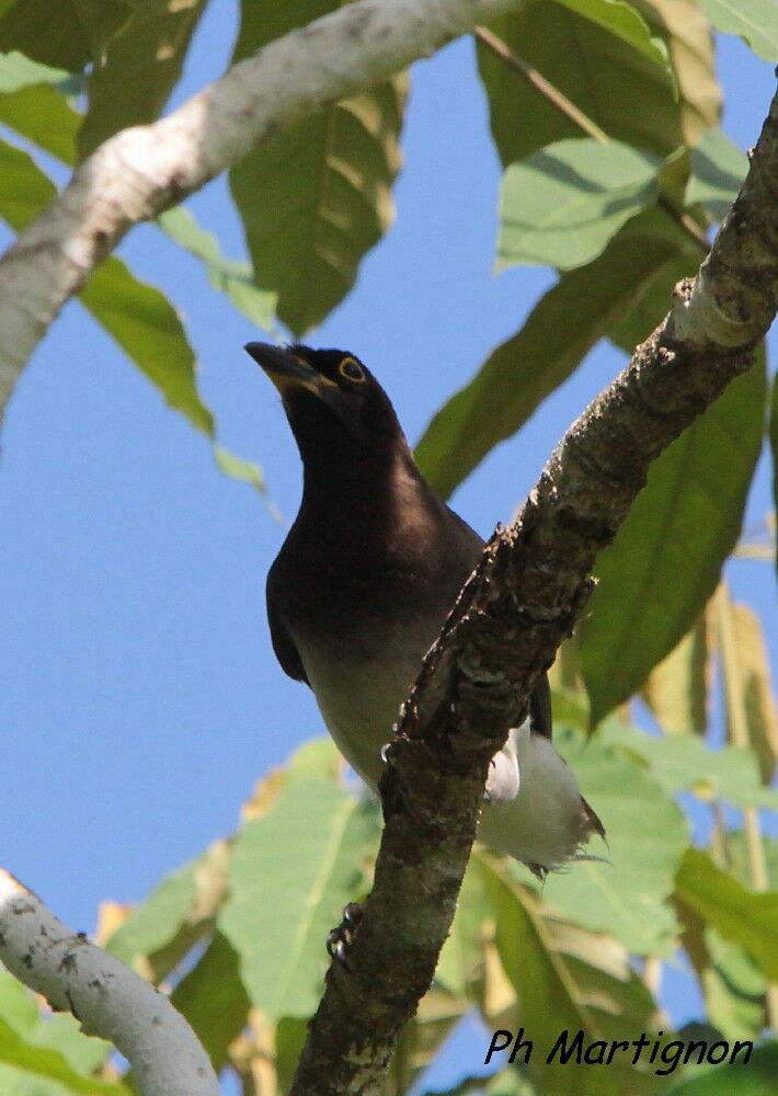 Geai enfumé, identification