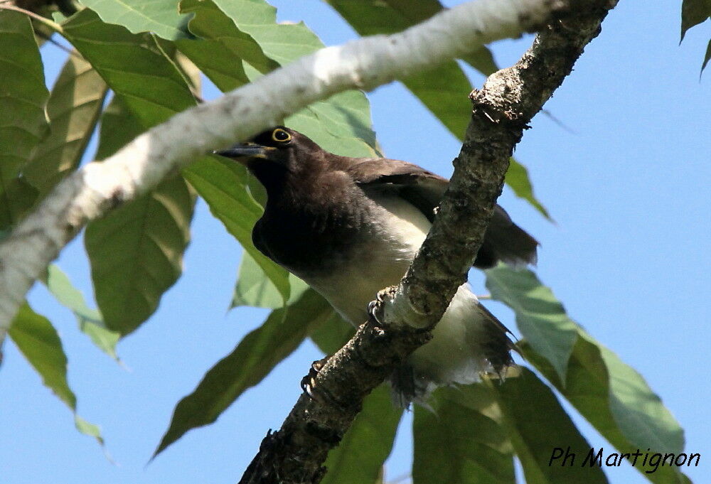 Brown Jay, identification