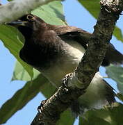 Brown Jay