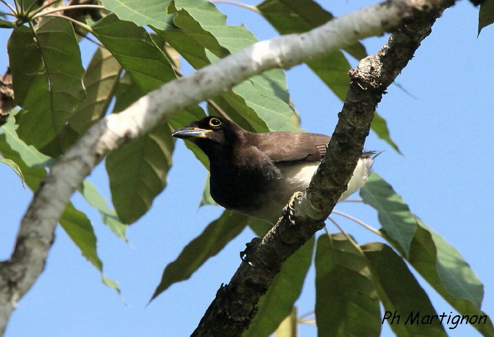 Geai enfumé, identification