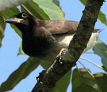 Brown Jay