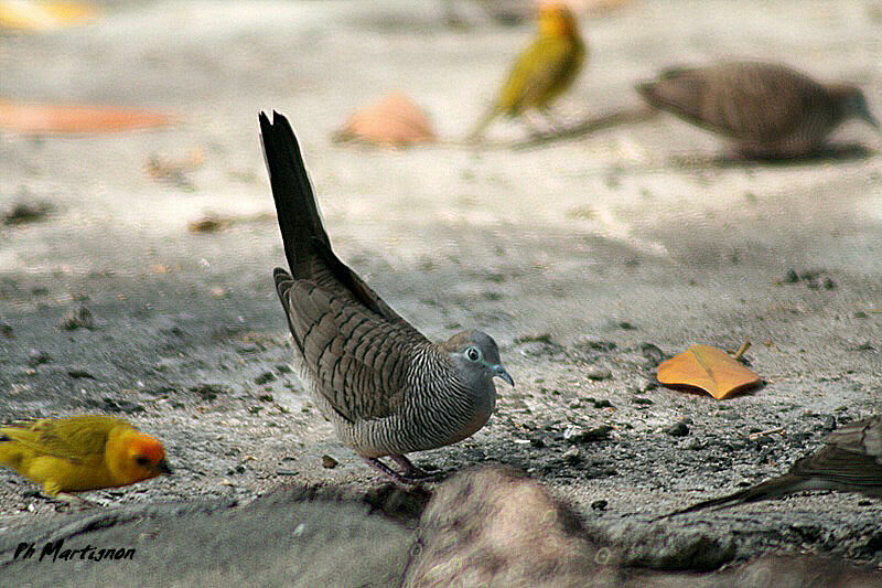 Géopélie zébrée, identification