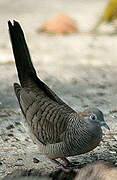 Zebra Dove