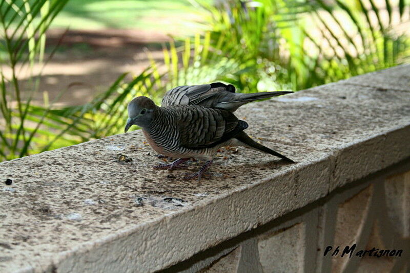 Zebra Dove, identification