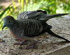 Zebra Dove