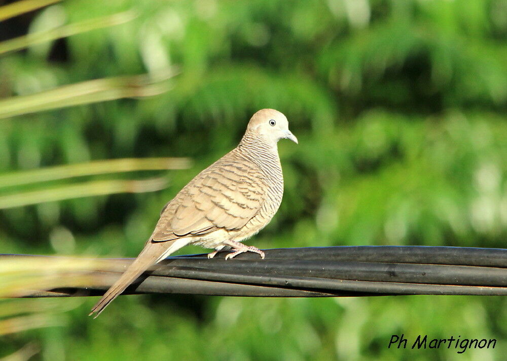 Zebra Dove, identification