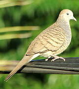 Zebra Dove