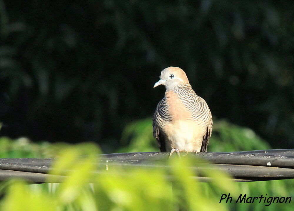 Géopélie zébrée, identification