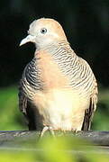 Zebra Dove