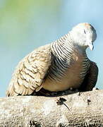 Zebra Dove