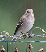 European Pied Flycatcher