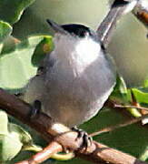 Tropical Gnatcatcher