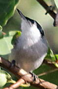 Tropical Gnatcatcher