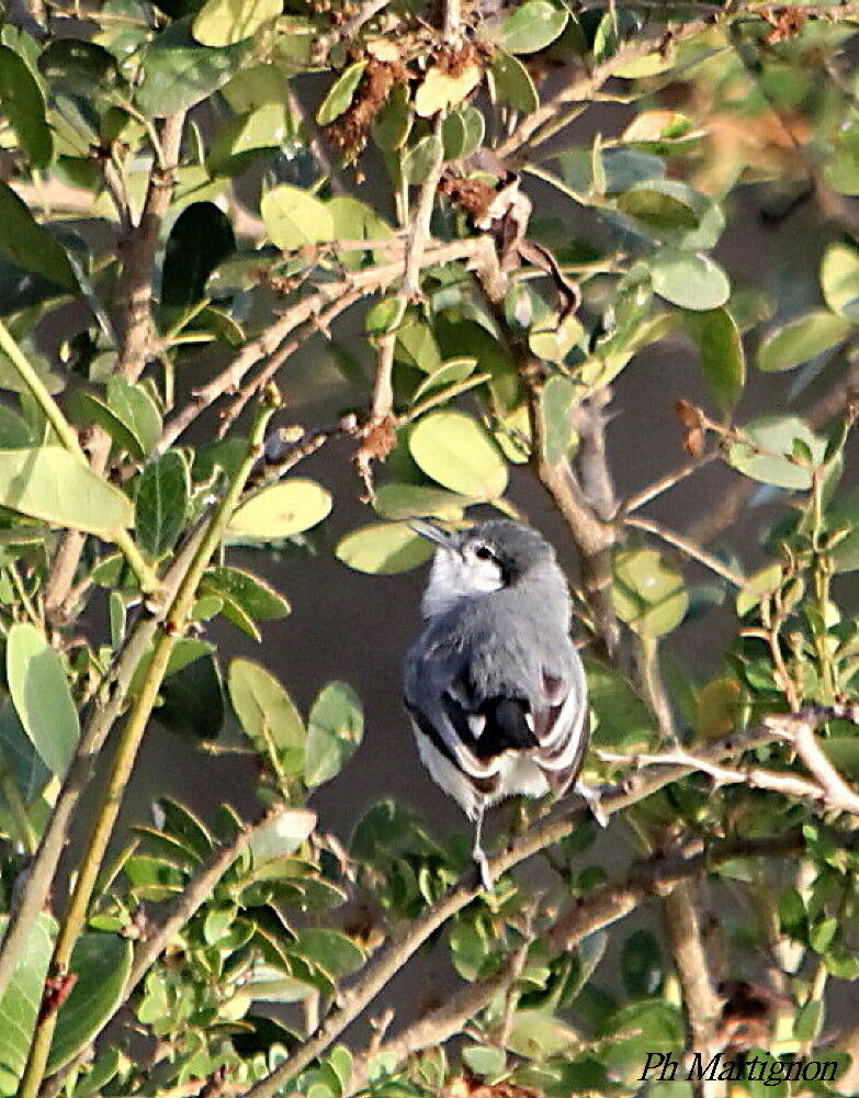 Tropical Gnatcatcher, identification