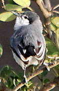 Tropical Gnatcatcher