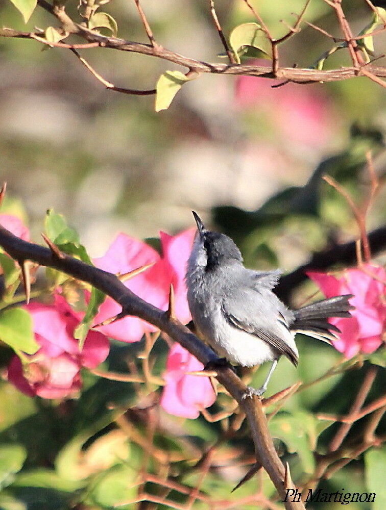 Tropical Gnatcatcher, identification