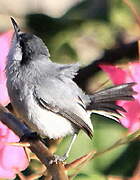 Tropical Gnatcatcher