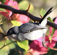 Tropical Gnatcatcher