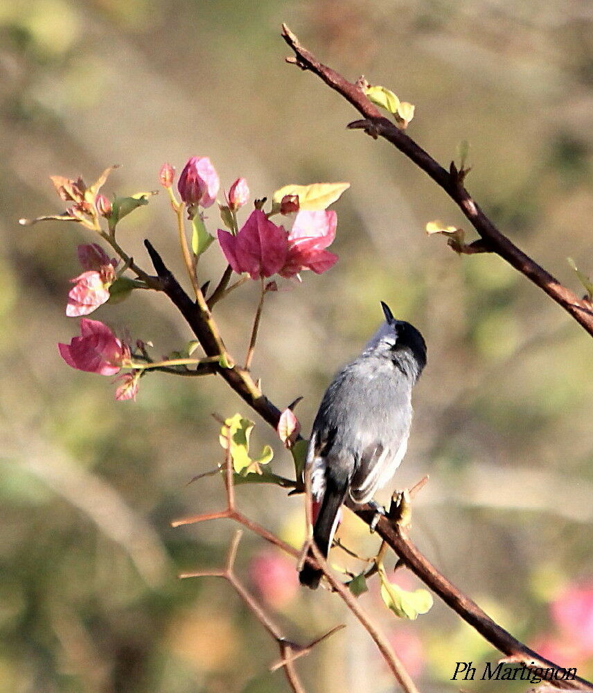 Tropical Gnatcatcher, identification