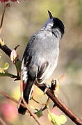 Tropical Gnatcatcher