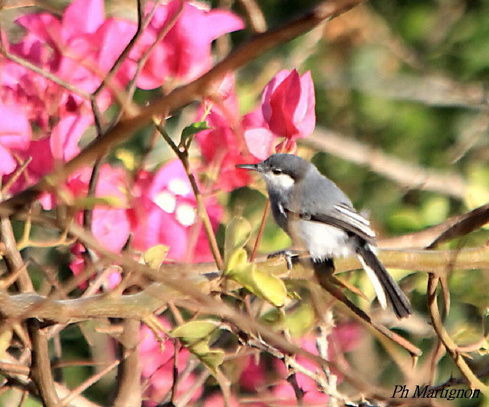 Tropical Gnatcatcher, identification