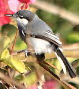 Tropical Gnatcatcher