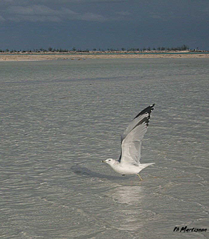 Ring-billed Gull, identification